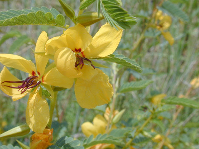 Partridge pea