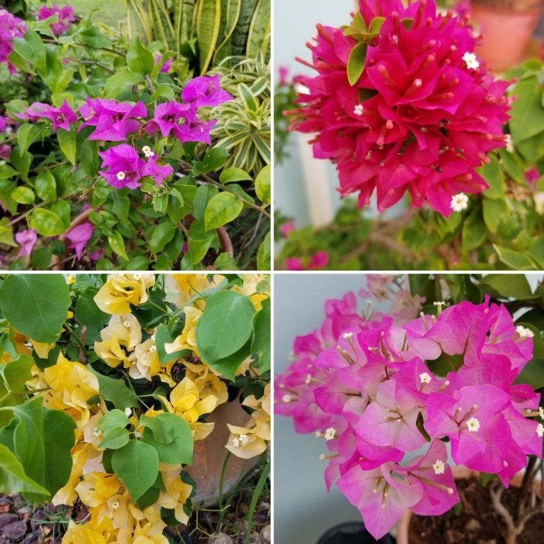 Bougainvillea Flower Parts