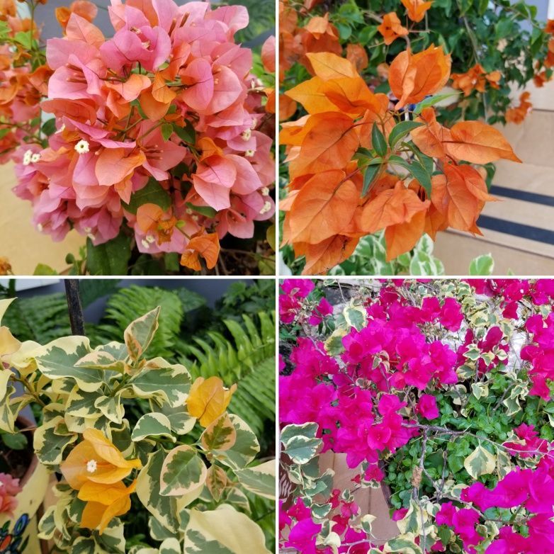 bougainvillea plant colors