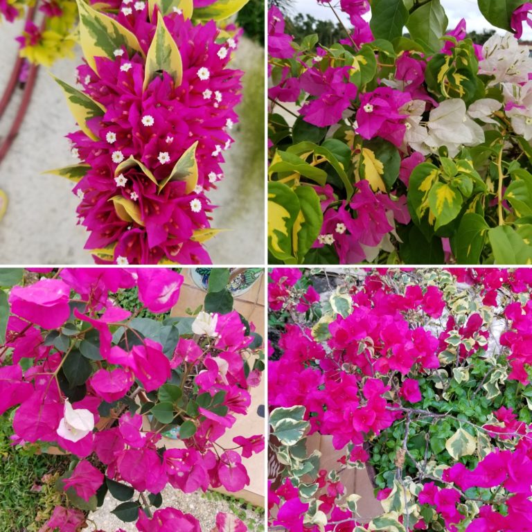 Celebrating Bougainvillea - Fine Gardening