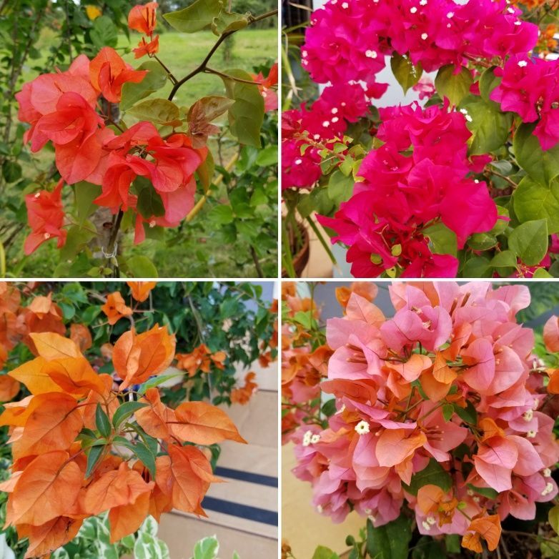 Bougainvillea Colors Varieties