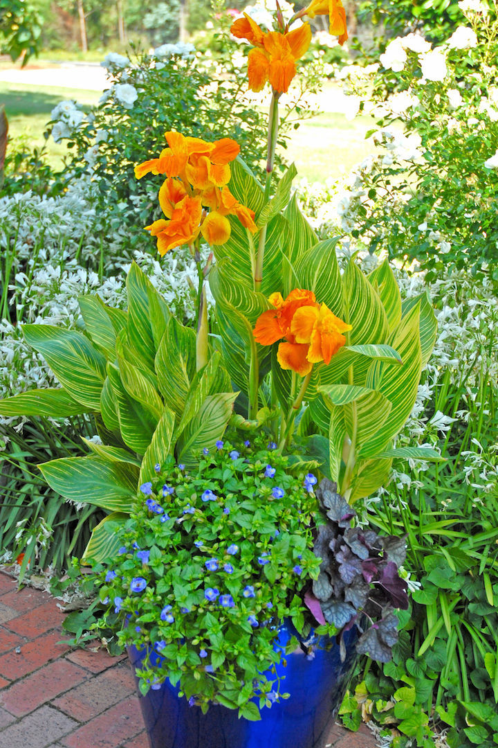 Image of Agapanthus mandevilla companion plant