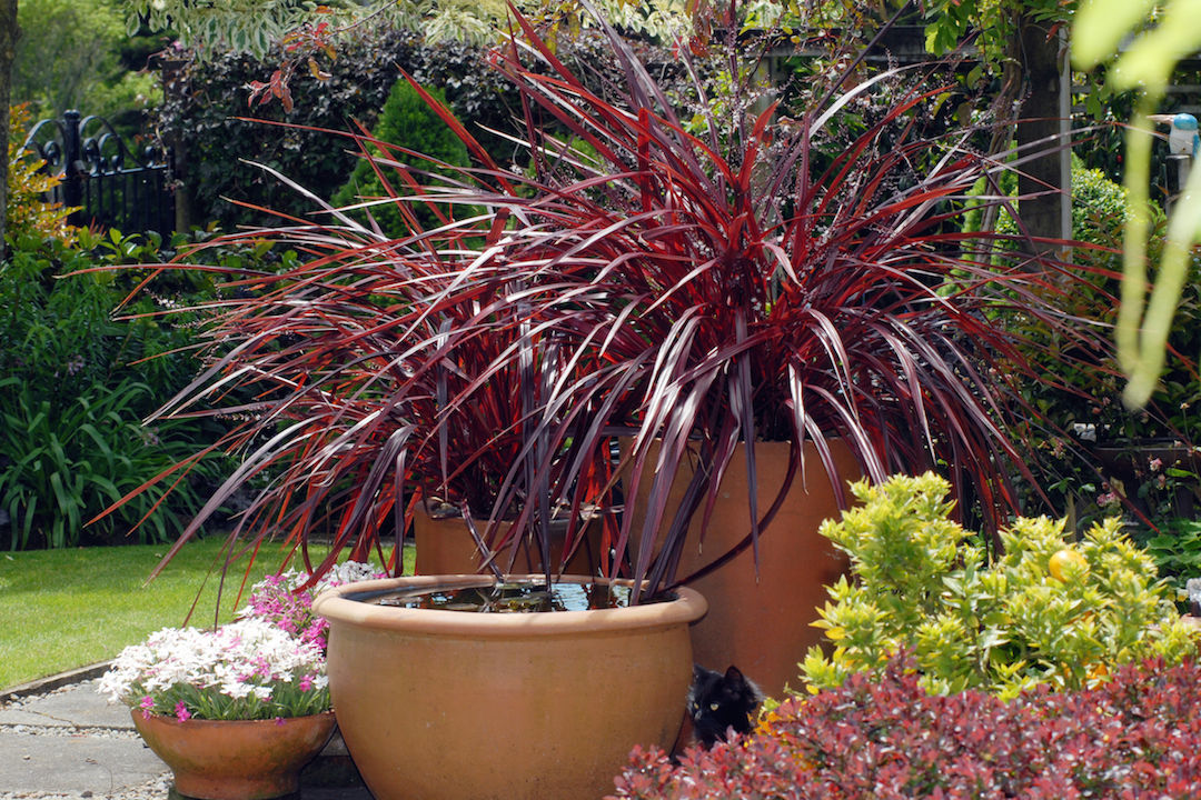 Plants for a Wow-Worthy Container FineGardening