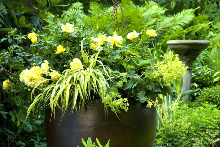 Plants for a Wow-Worthy Container - FineGardening