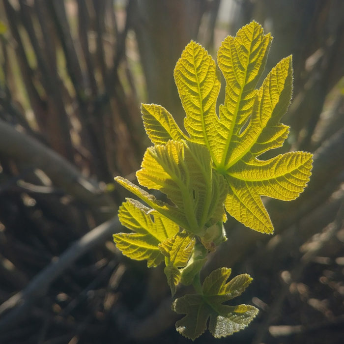 Fig Growing Guide