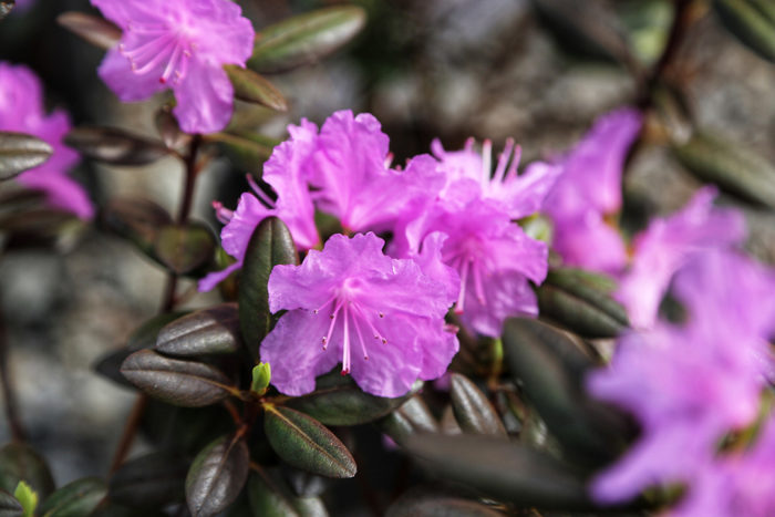 ‘P. J. M. Elite’ rhododendron