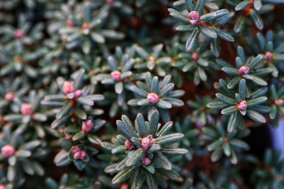 Dwarf purple rhododendron