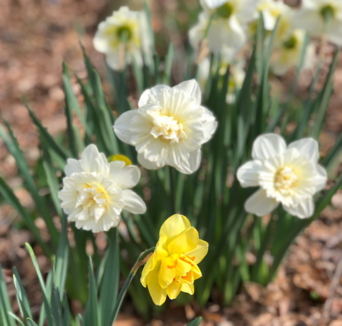 Spring Has Sprung - FineGardening