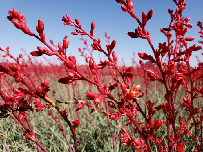 Desert plants with white flowers for Arizona gardens