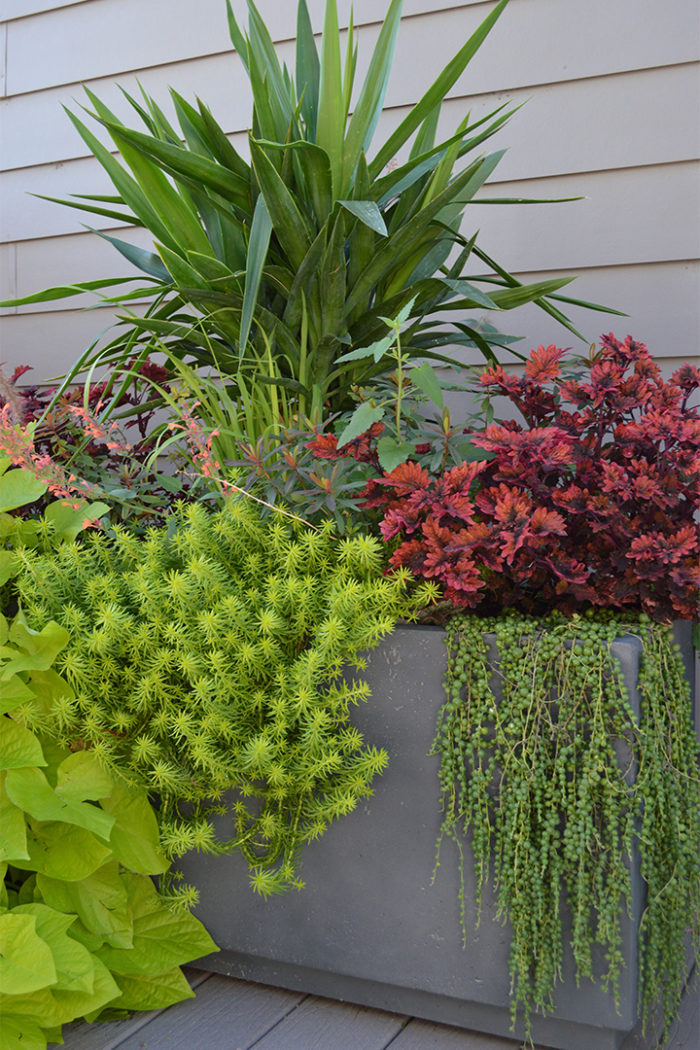 container planting with funky foliage