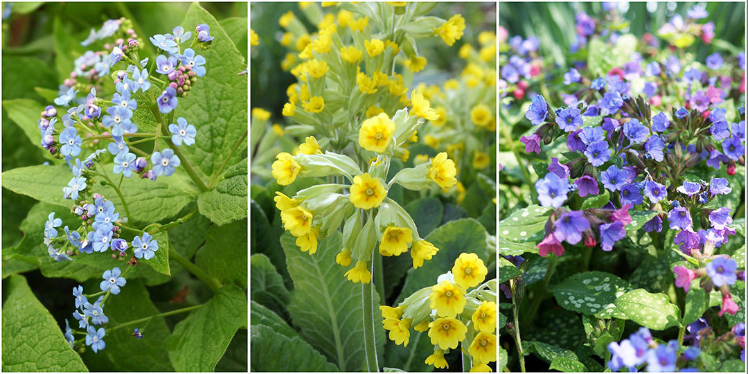 Image of Brunnera and Primrose plants