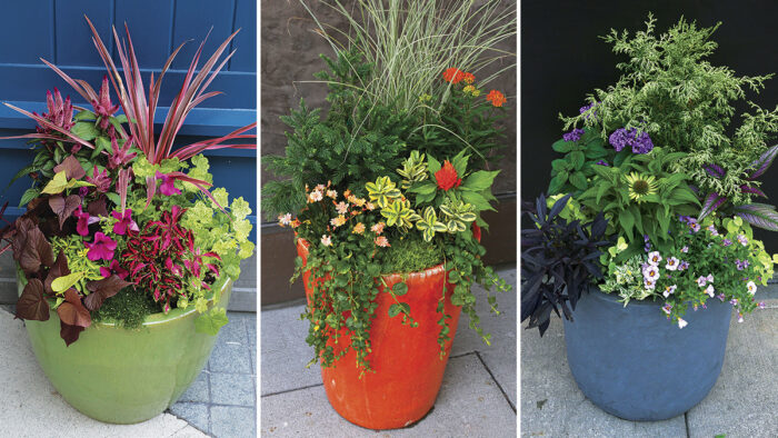 Containers With Serious Contrast Always Stand Out - FineGardening