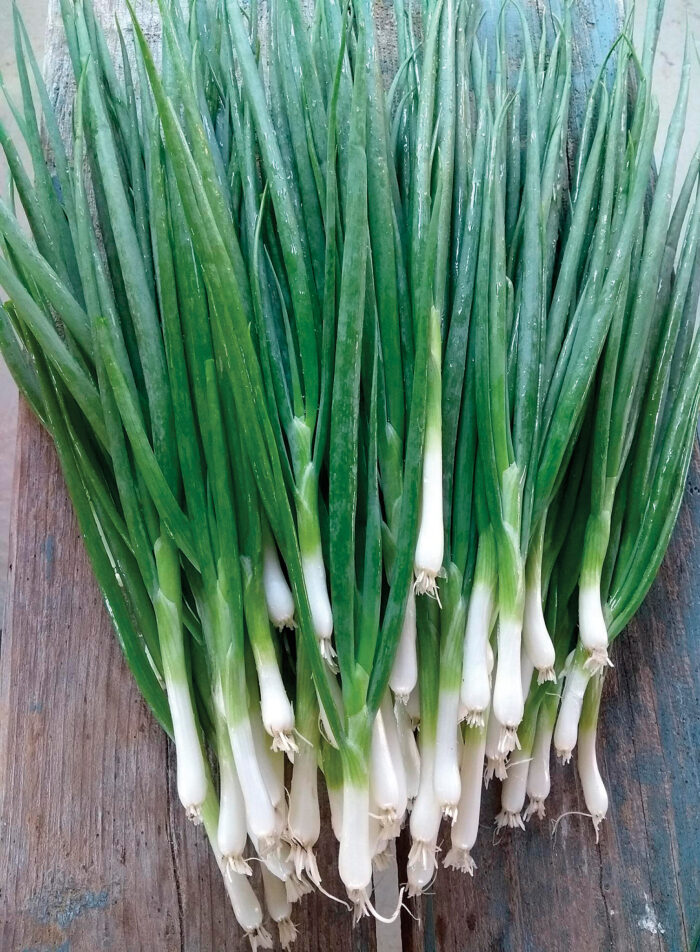 scallions