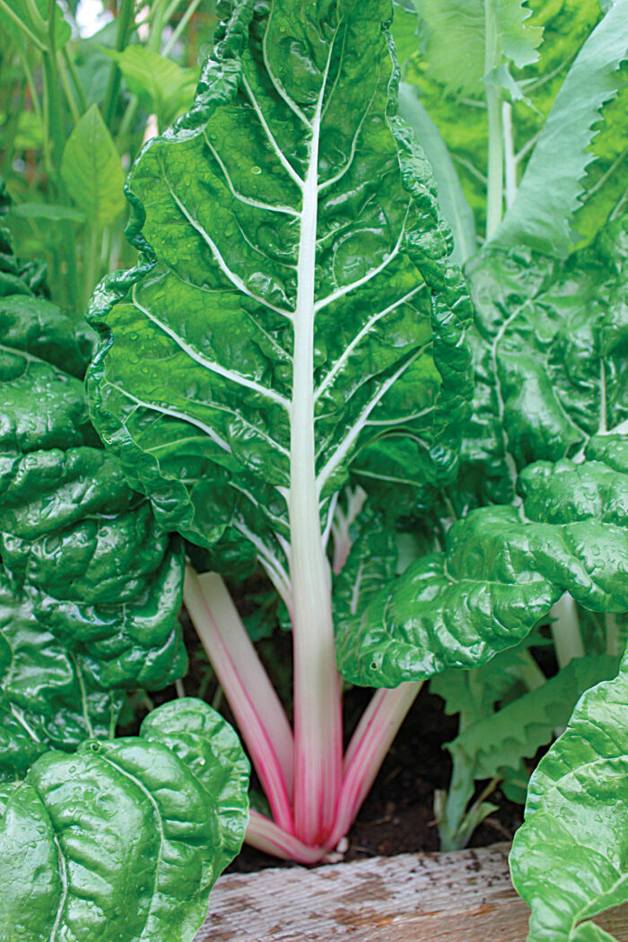 swiss chard