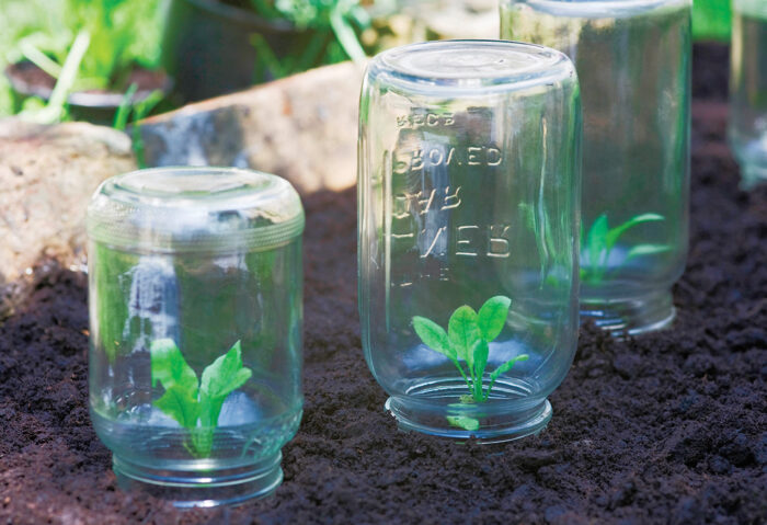 Protecting seedlings with glass jars