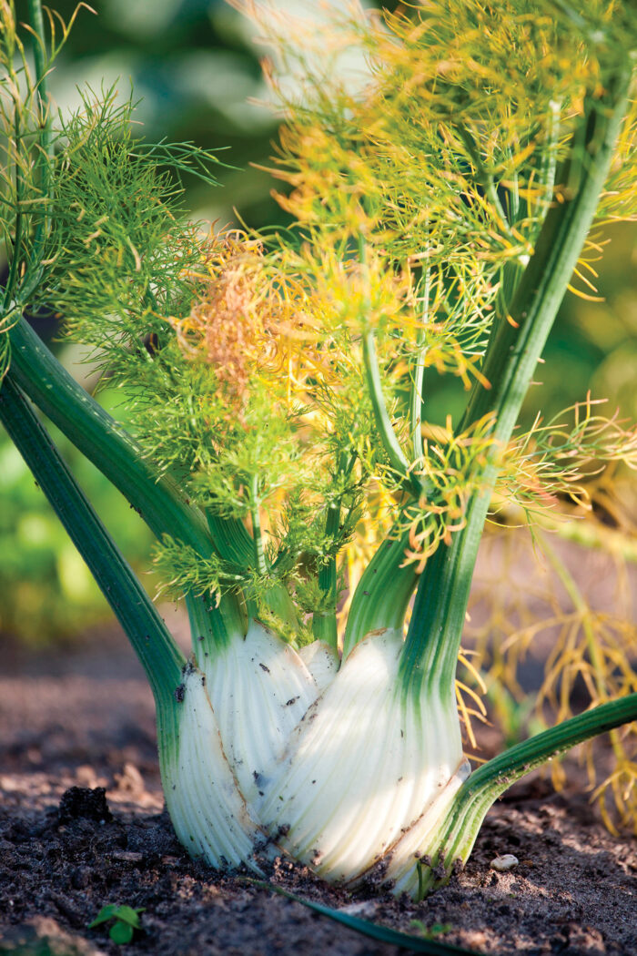 bulb fennel