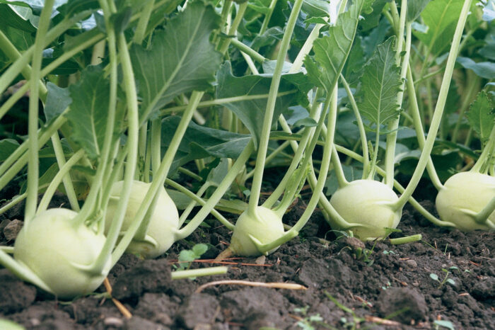 kohlrabi