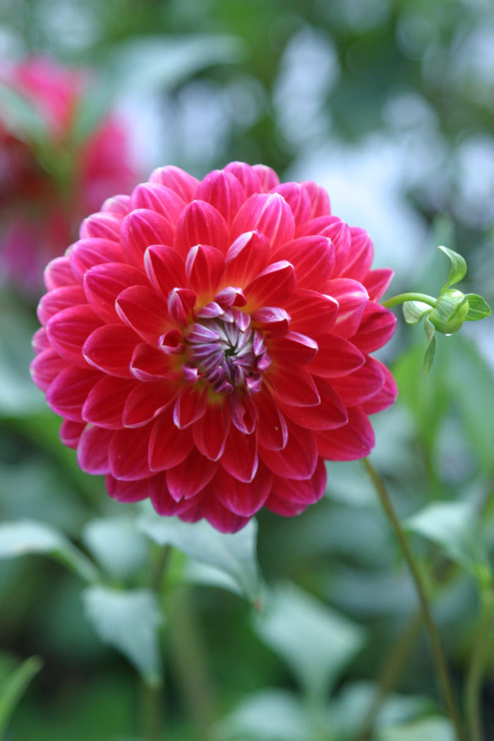 red velvet dahlia