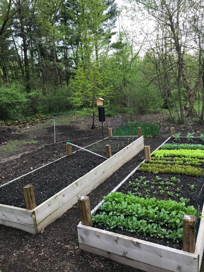 Raised beds are great for growing food crops