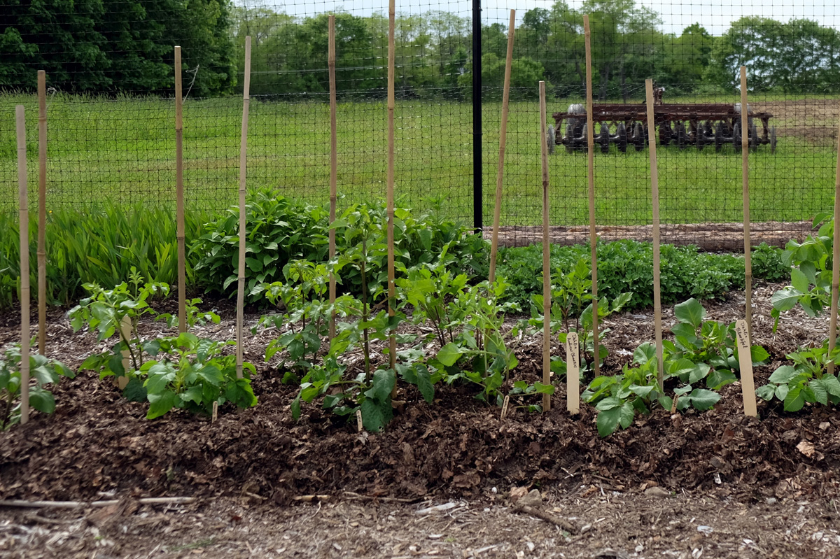 It’s important to mulch your beds, but natural debris can act as mulch as well, such as the shredded leaves around these dahlias