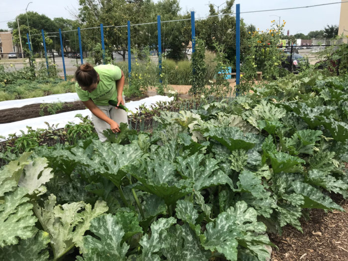 Plant more zucchini than you think you’ll need this month to combat potential losses from squash vine borers.