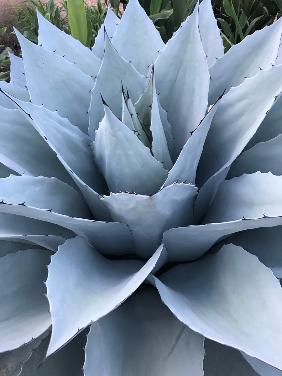 Whale’s tongue agave might not make it through our winters, but planting it early in the season gives it the best chance. 