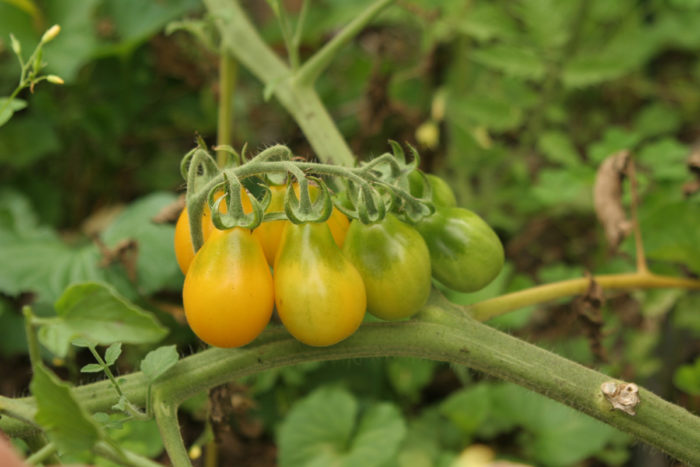 Yellow Pear’ tomatoes