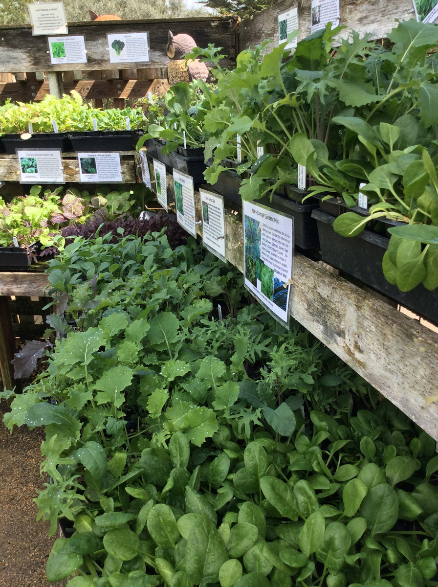 veggies from a local nursery