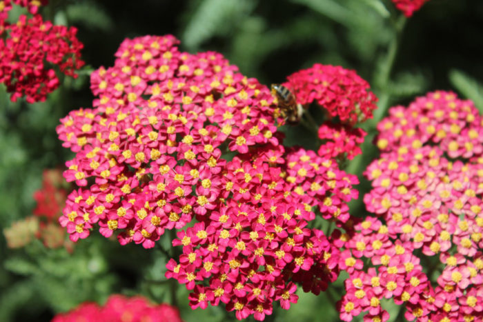 ‘Paprika’ yarrow (Achillea millefolium ‘Paprika’