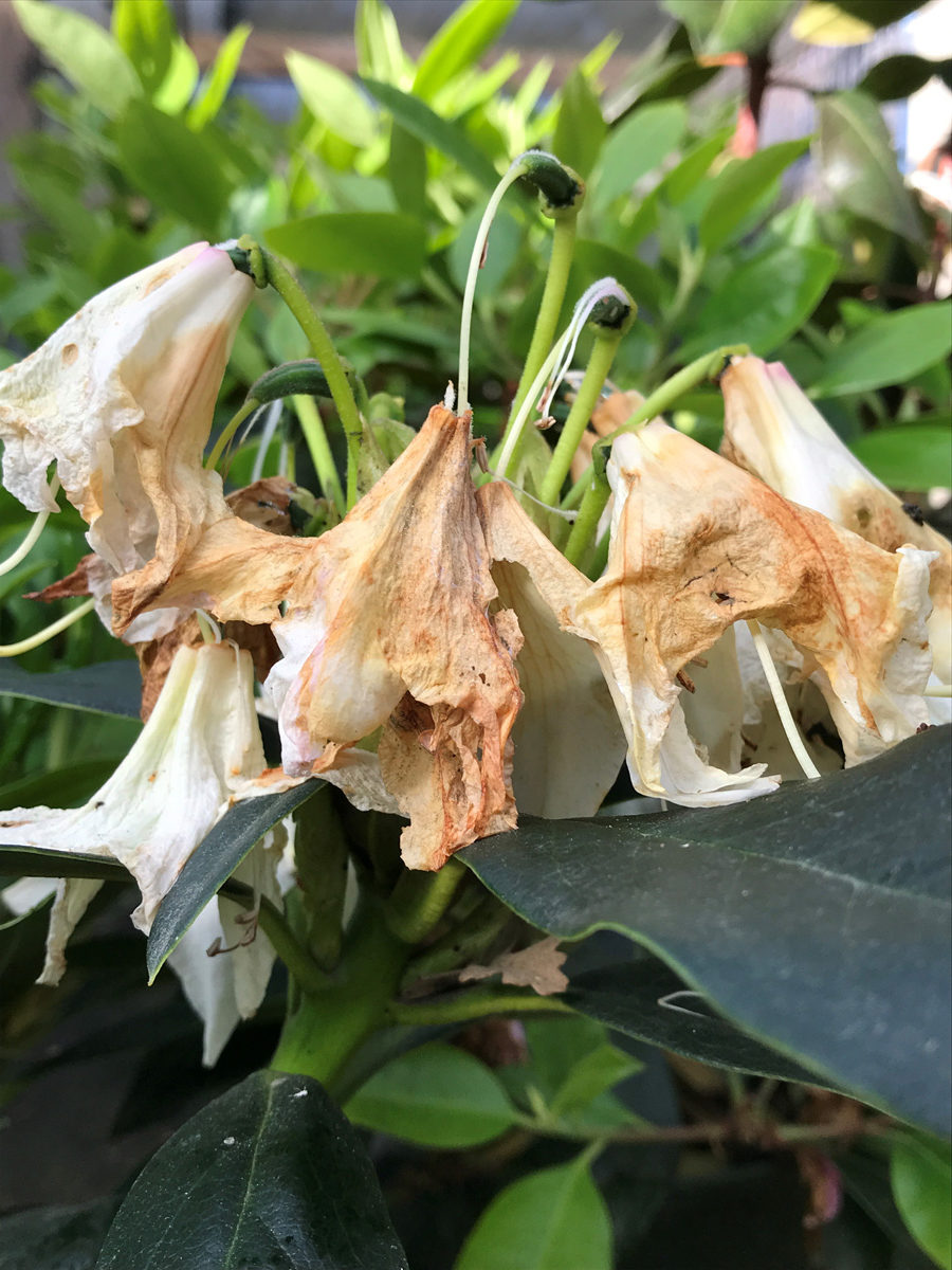 deadheading rhododendrons 