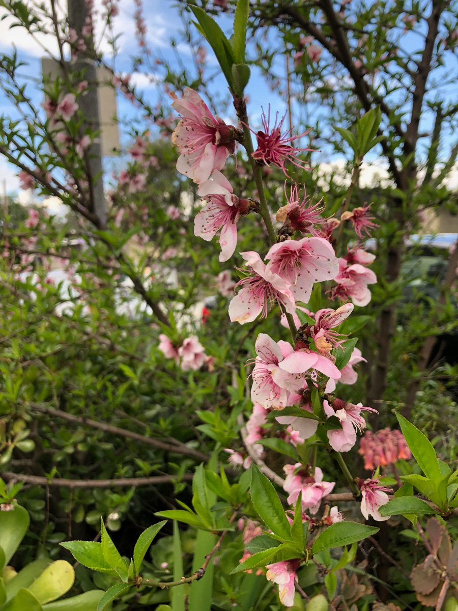 Thinning immature peaches