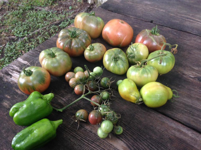 garden harvest