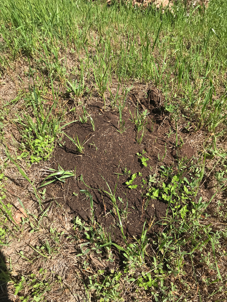 fire ants in your yard