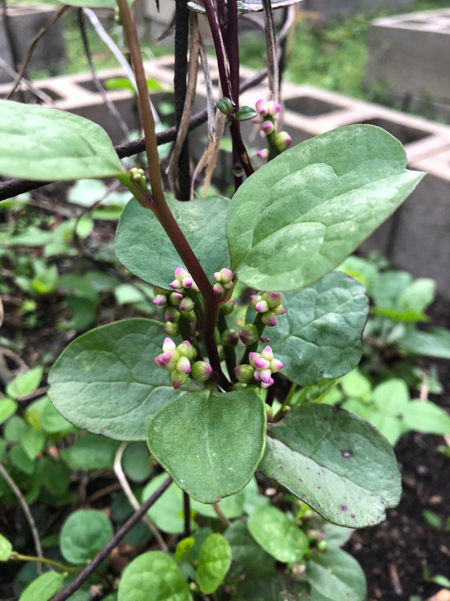 Red Malabar spinach produces light pink flowers