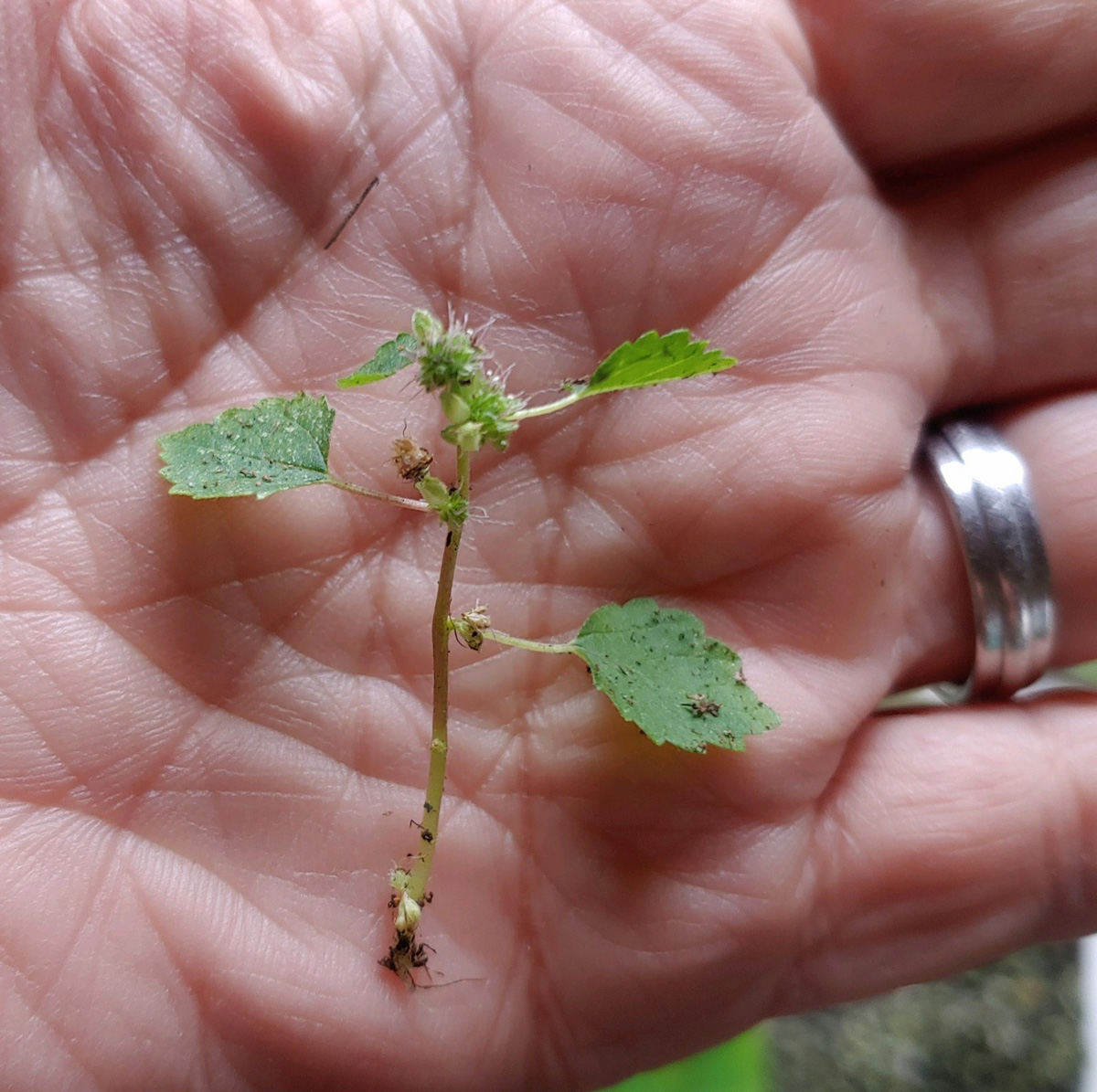 Mulberryweed seeds 