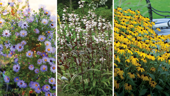 Aster, Penstemon, Black-eyed Susan