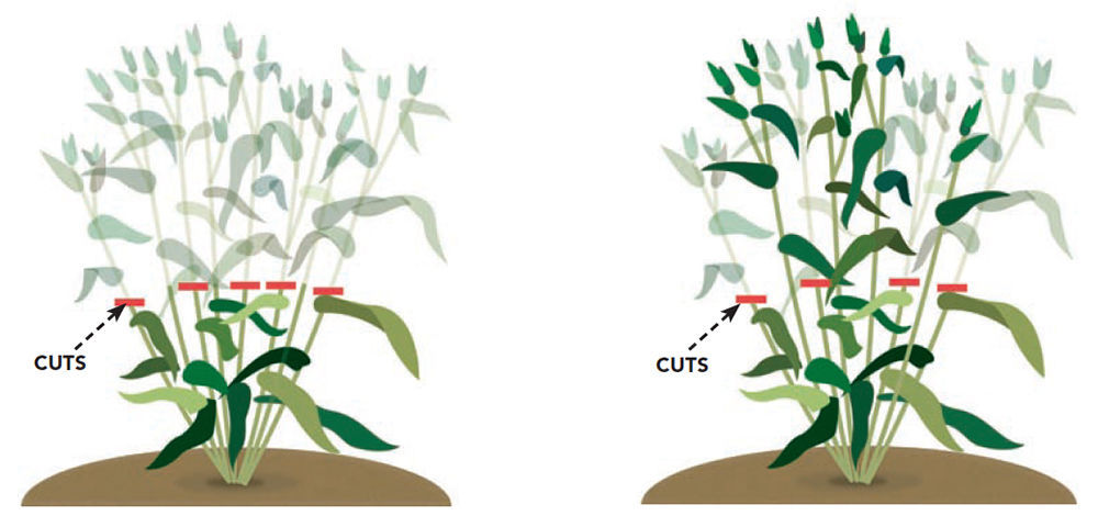 Illustrations of pruning method 1 and method 2