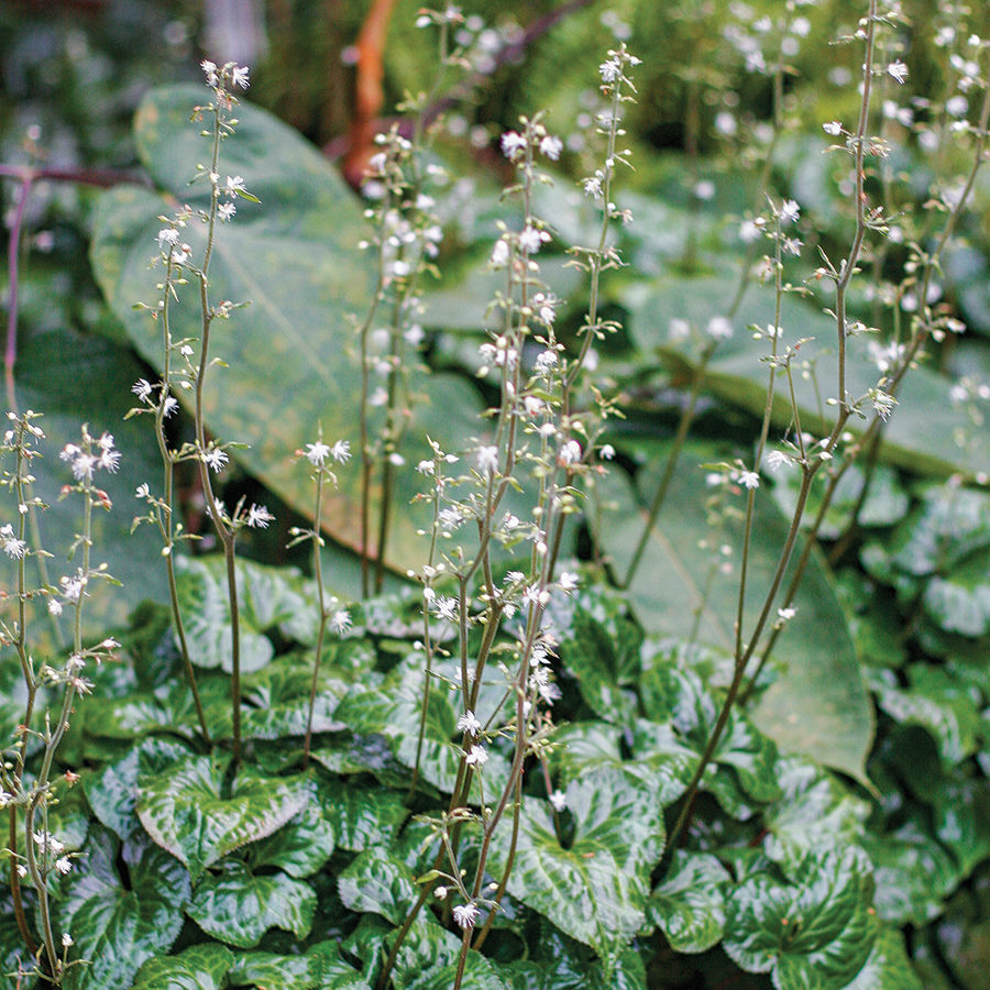 Beesia (Beesia deltophylla)