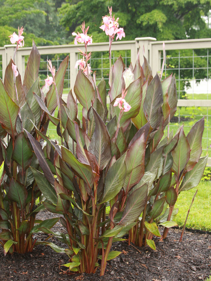 ‘Blueberry Sparkler’ cannas