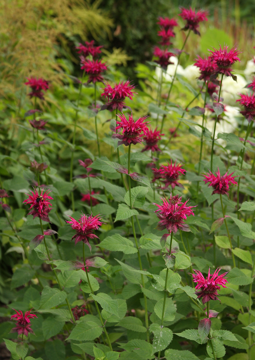 ‘Raspberry Wine’ bee balm