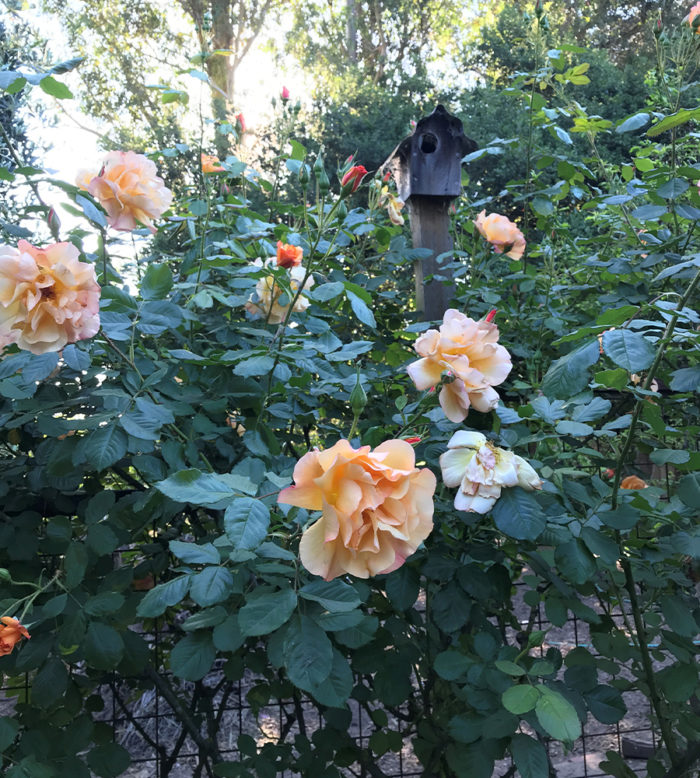 Garden Sun climbing rose