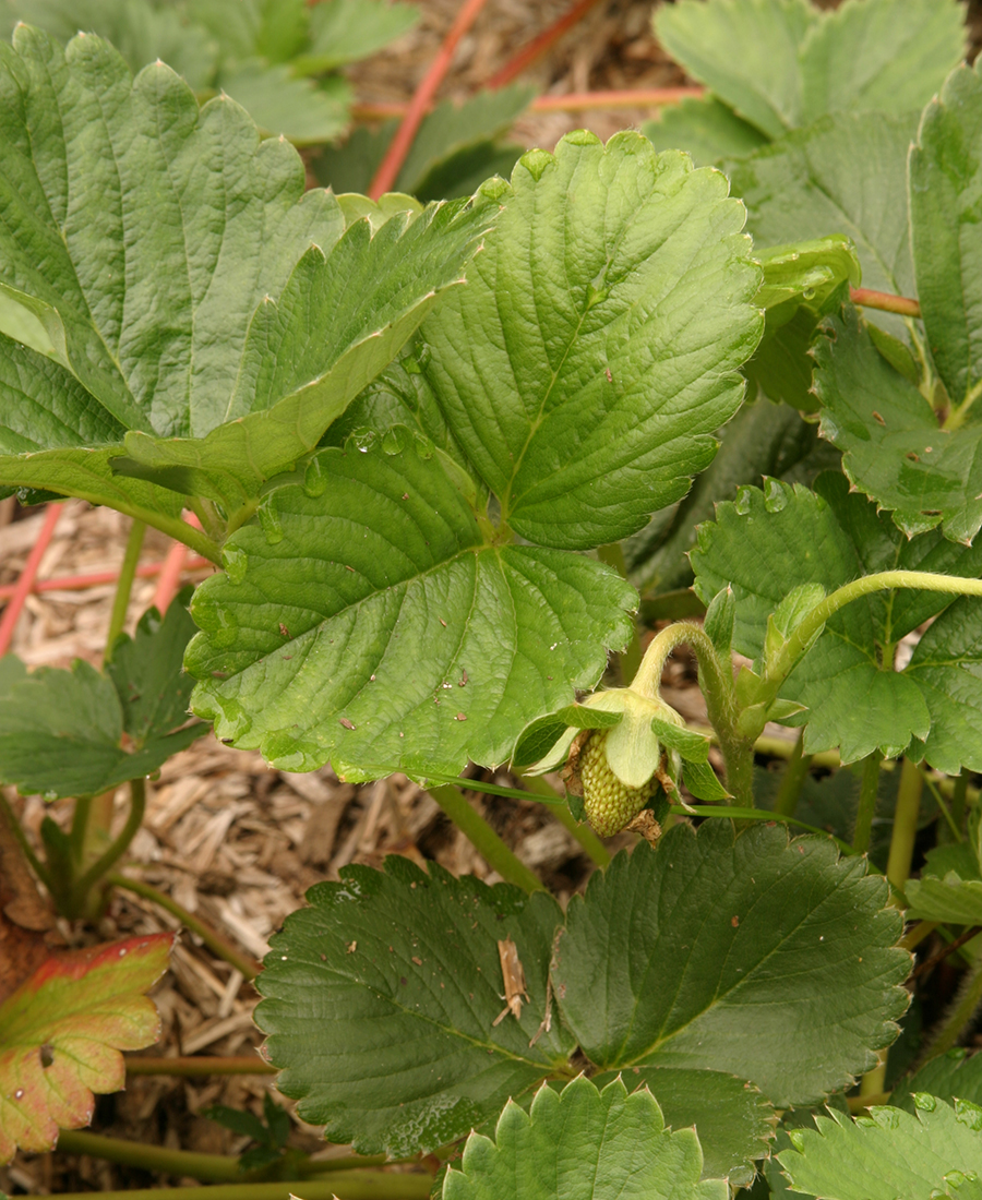 strawberry plant