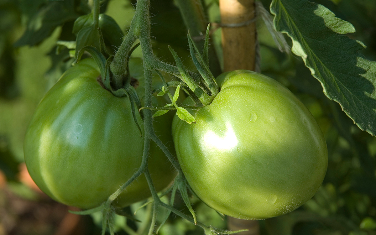 unripe tomato