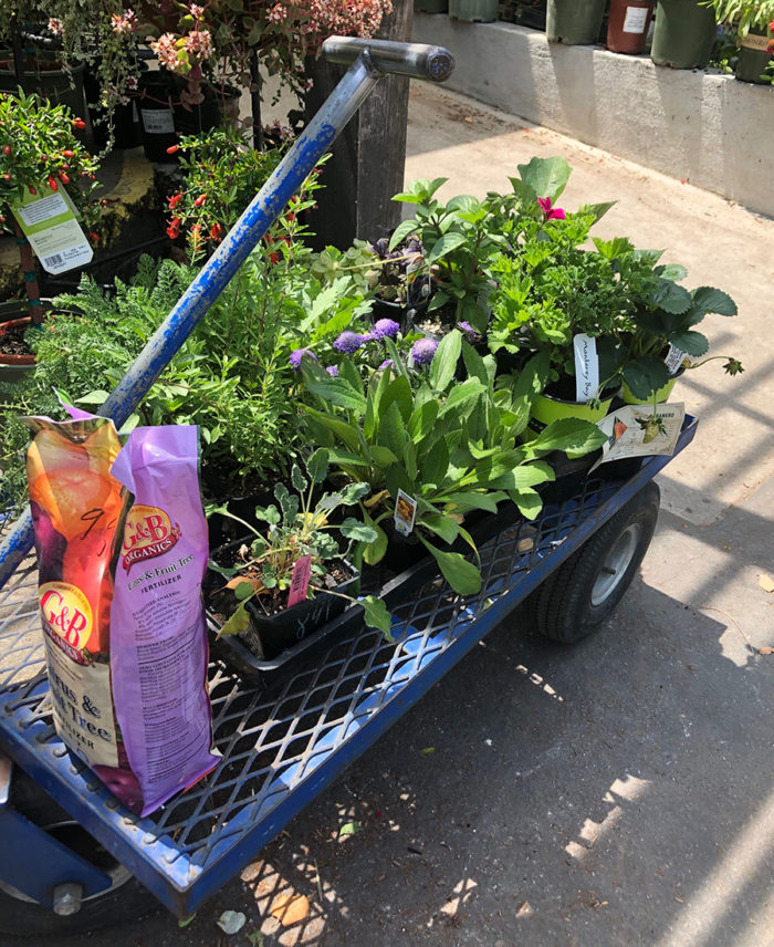 shopping at the nursery