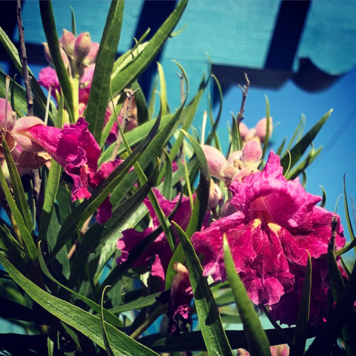 ‘Bubba’ desert willow