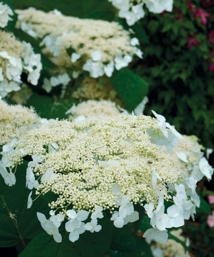 Regional Picks Shrubs for Shade Midwest Fine Gardening