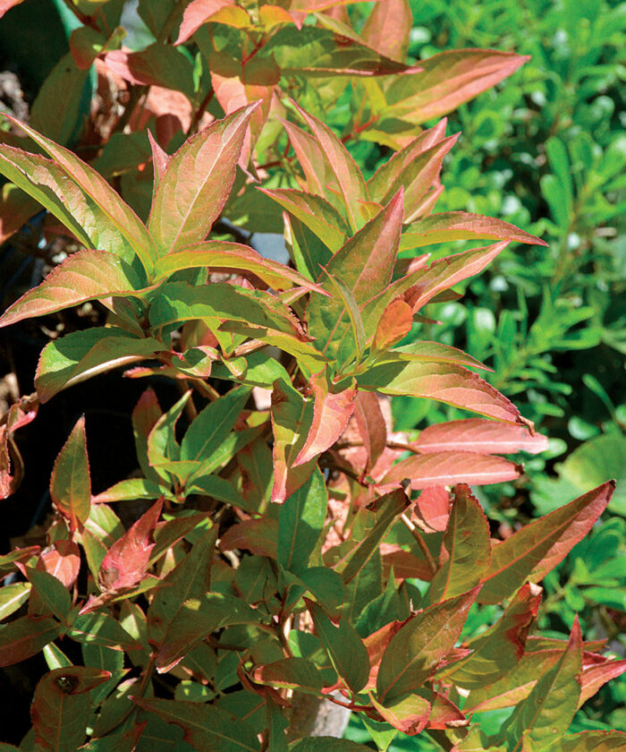 Regional Picks Shrubs for Shade Midwest Fine Gardening