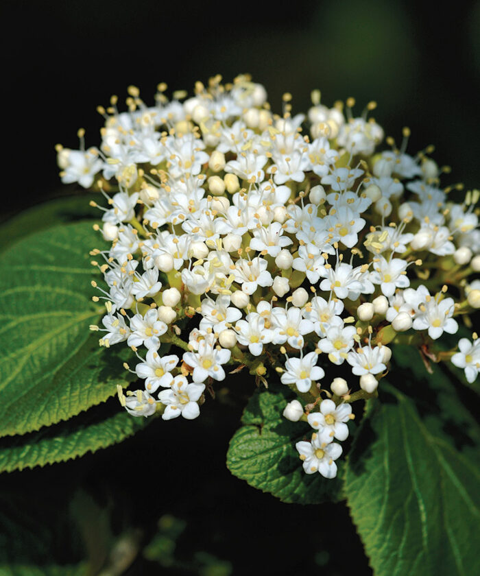 Regional Picks Shrubs for Shade Midwest Fine Gardening