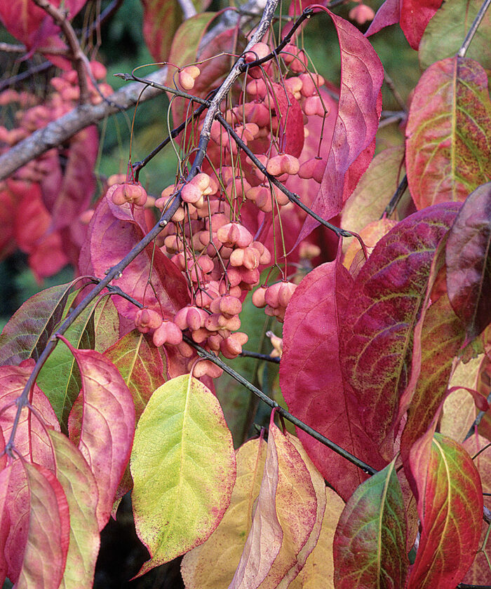 Regional Picks Shrubs for Shade Midwest Fine Gardening