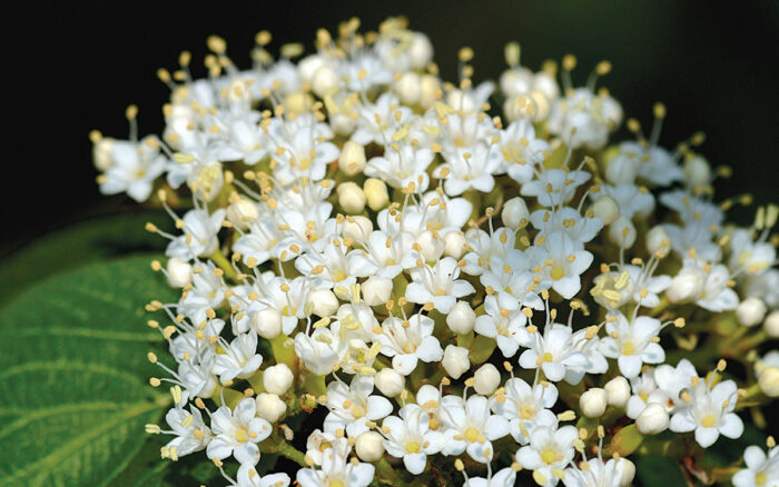 Softleaf Arrowwood Viburnum